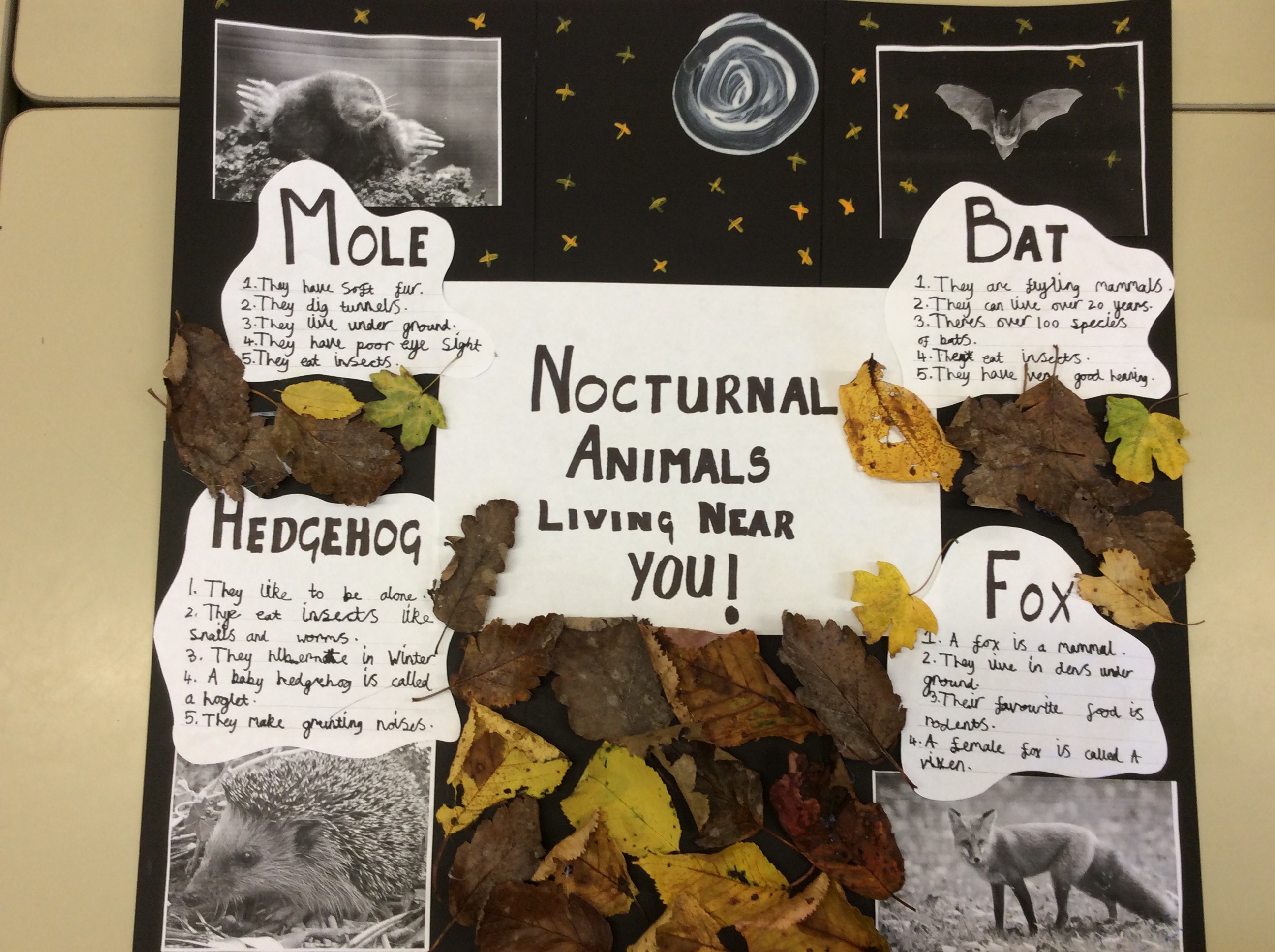 Year 3 Nocturnal Animal Projects – St. Cuthbert's Primary School